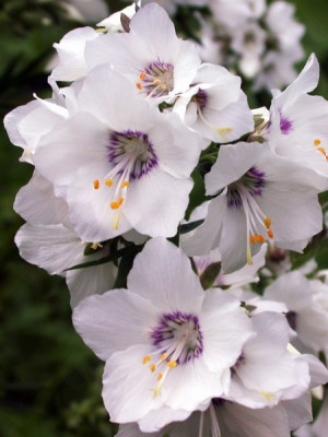 Polemonium_caeruleum_2.1.jpg