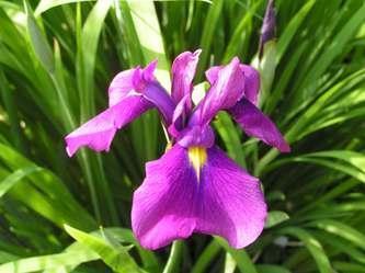 Iris_setosa.jpg