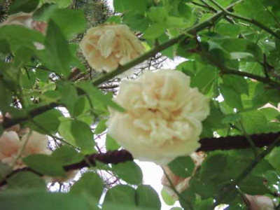 Clg_SdlM_06_Farbverlauf_Kopie.jpg