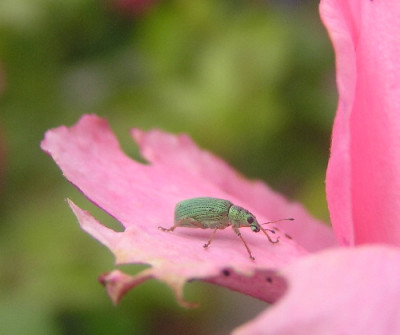 Phyllobius_pomaceus.jpg