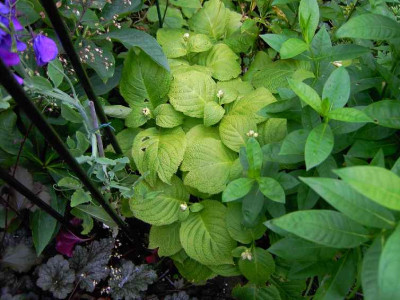 26.6.06._Deinanthe_bifida_019.JPG