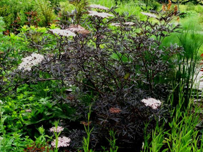 Sambucus_Black_Lace.jpg