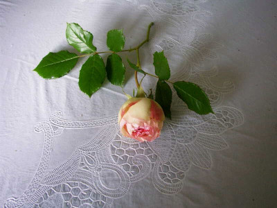 08_06_2004_Eden_Rose.jpg