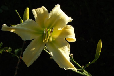2015_0805lastHemerocallisnoch0033.jpg