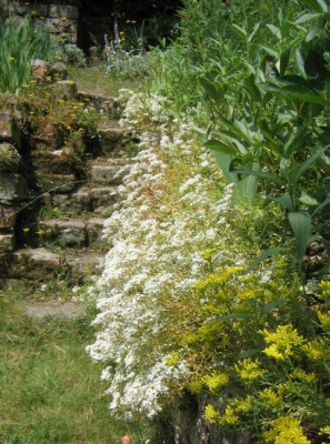 Sedum_acre_20060627_01.jpg