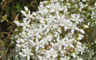 Sedum_acre_20060627_02.jpg