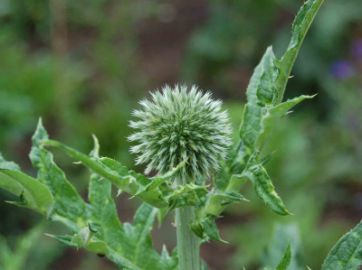veitch-blue.jpg