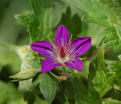 Geranium_wlassovianum.jpg
