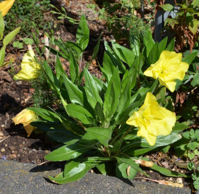 Oenothera_missouriensis.15-1.jpg
