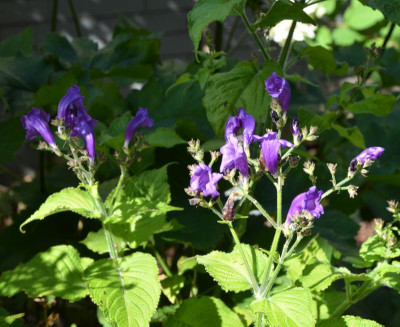 Strobilanthes,15-1.jpg