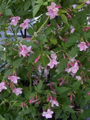 Jasminum_x_stephanense.jpg