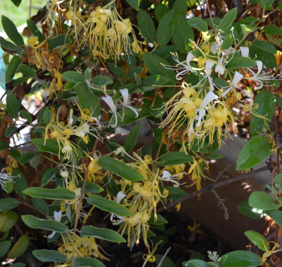 Lonicera_japonica.15-1.jpg