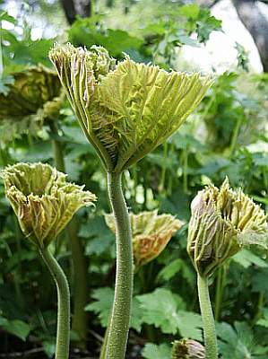 Rod.tabularis3.JPG