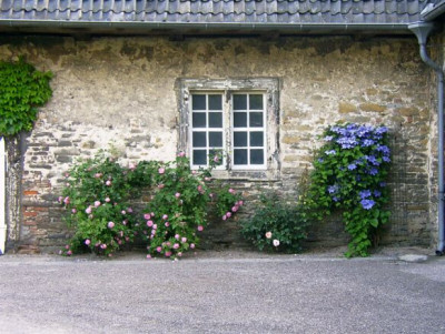 08_06_2004_Schloss_Westerwinkel_Rose_und_Clematis.JPG