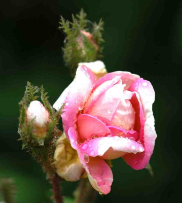 Moosrose_unbekannt_1_25-06-2006.jpg
