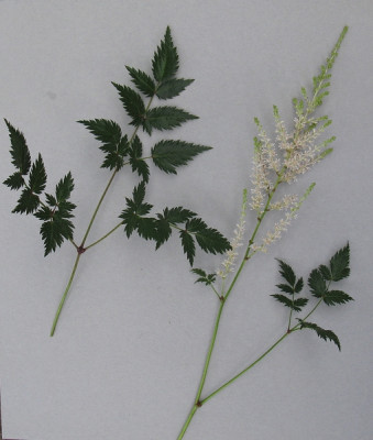 Astilbe Vorgarten (Kopie).jpg