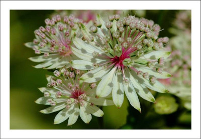 Astrantia_Sunningdale_Variegated_1_26-06-2006.jpg