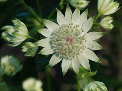 Astrantia_major_Rosa_Lee.jpg
