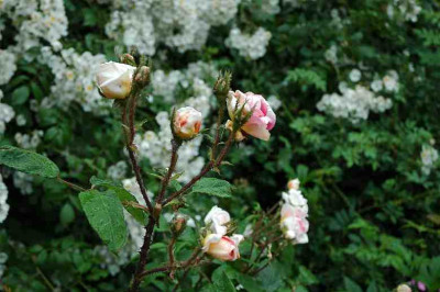 Mossrose_unbekannt_2_25-06-2006.jpg