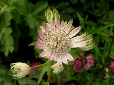 Astrantia_unbekannt.jpg