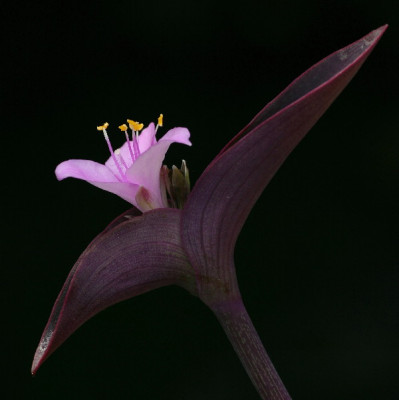 Tradescantia-Juni06-01.jpg