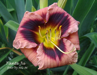 Imgp7263-Tante-Ju.jpg