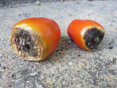 Tomate 'Roma'_2649.jpg