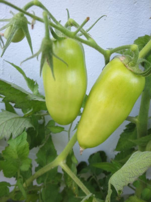 Tomate 'Roma'_2651.jpg