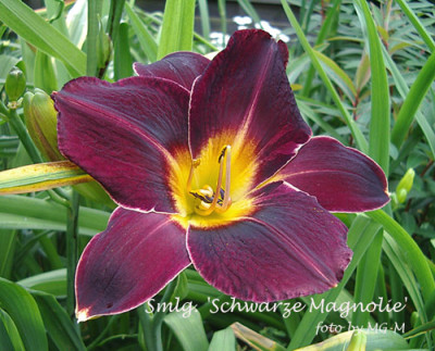 Imgp7265-SchwMagn.jpg