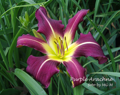 Imgp7261-PurpleArachne.jpg