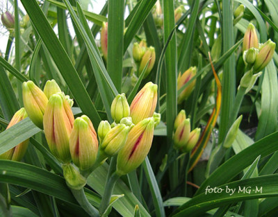 Imgp7280-Knospen.jpg