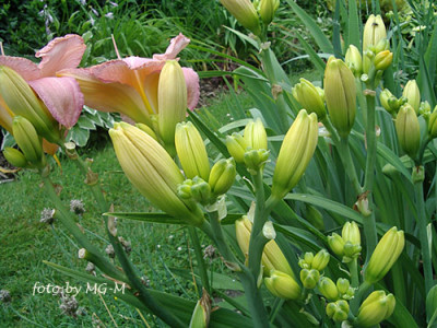 Imgp7279-Knospen.jpg