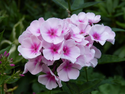 2015-08-03 Phlox 'Rosenball'.jpg
