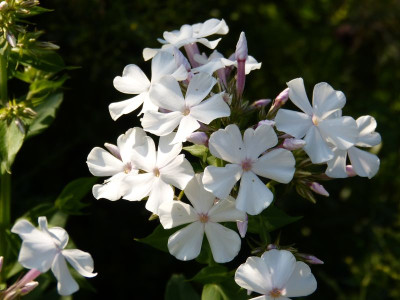 2015-08-03 Phlox 'Anneke'.jpg