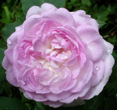Reine_des_Violettes_02.jpg
