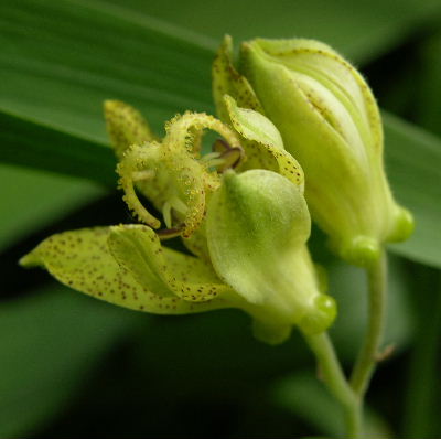 tricyrtis_knorbs.JPG