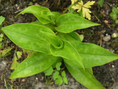 tricyrtis_sarastro.JPG