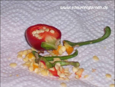 chili2a.jpg