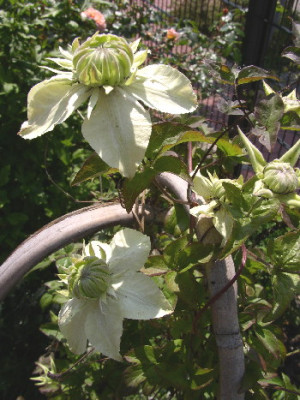 Calbaplena_003.jpg