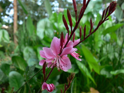 P1010464_Medium.JPG