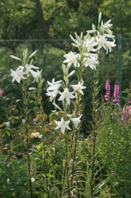 lilium_candidum_3713.jpg