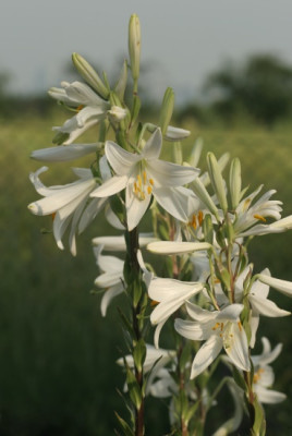 lilium_candidum_3714.jpg