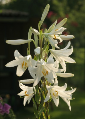 lilium_candidum_3729.jpg