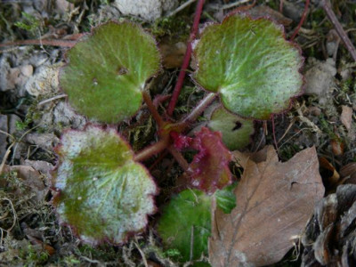 P1010458_Small.JPG