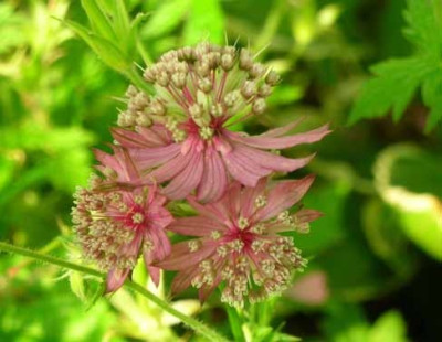 Astrantia__Sorte_unbek.jpg
