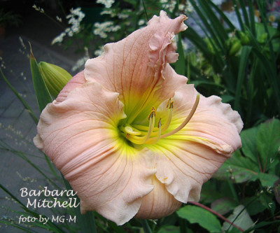 Imgp7235-BarbMitch.jpg