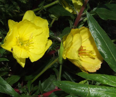 20060628_oenothera_missouriensis.jpg