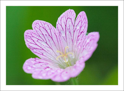 Geranium_1_25-06-2006.jpg