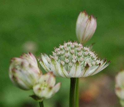 Astrantia-major.jpg