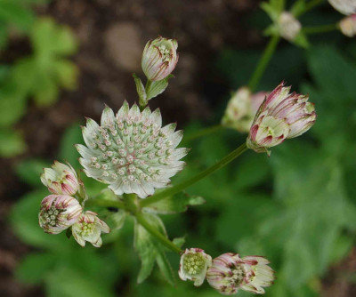 Astrantia-major-Vogel.jpg